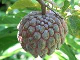 Silik fruit Buah silik