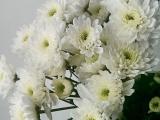 Bunga potong - Chrisant Artic Queen 