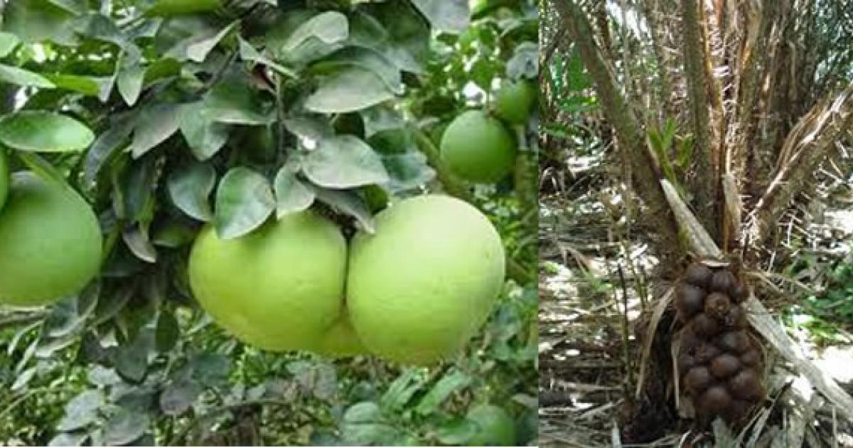 Balinese-fruits-.jpg Balinese-fruits-.jpg
