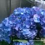 Blue Hydrangea semi import 