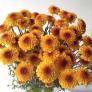Chrysanthemum Lexy 