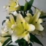 Lillium Beseno 2