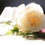 groom corsages 