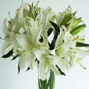 white lillium -Mezzana 